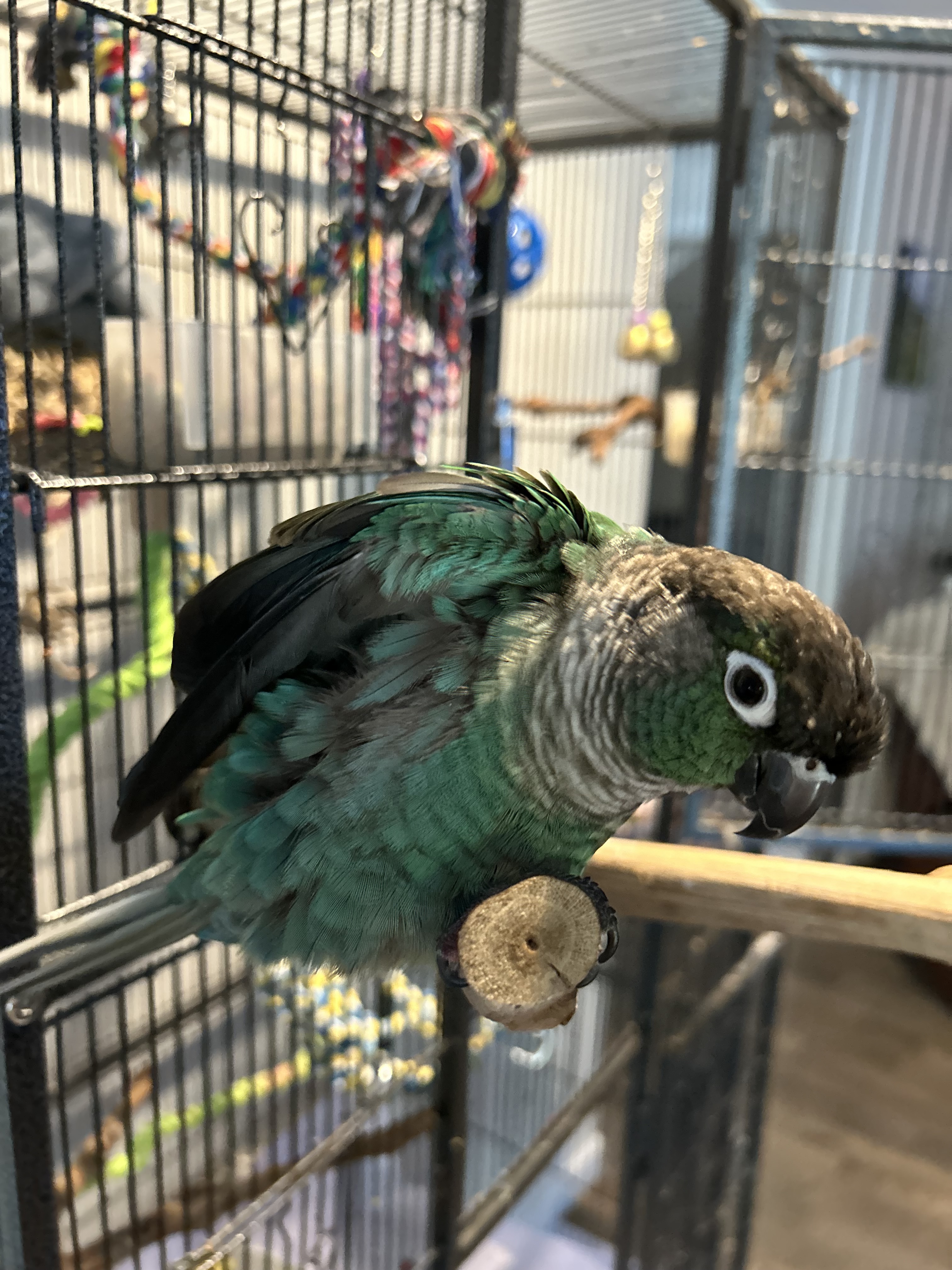 Conure Bird 1
