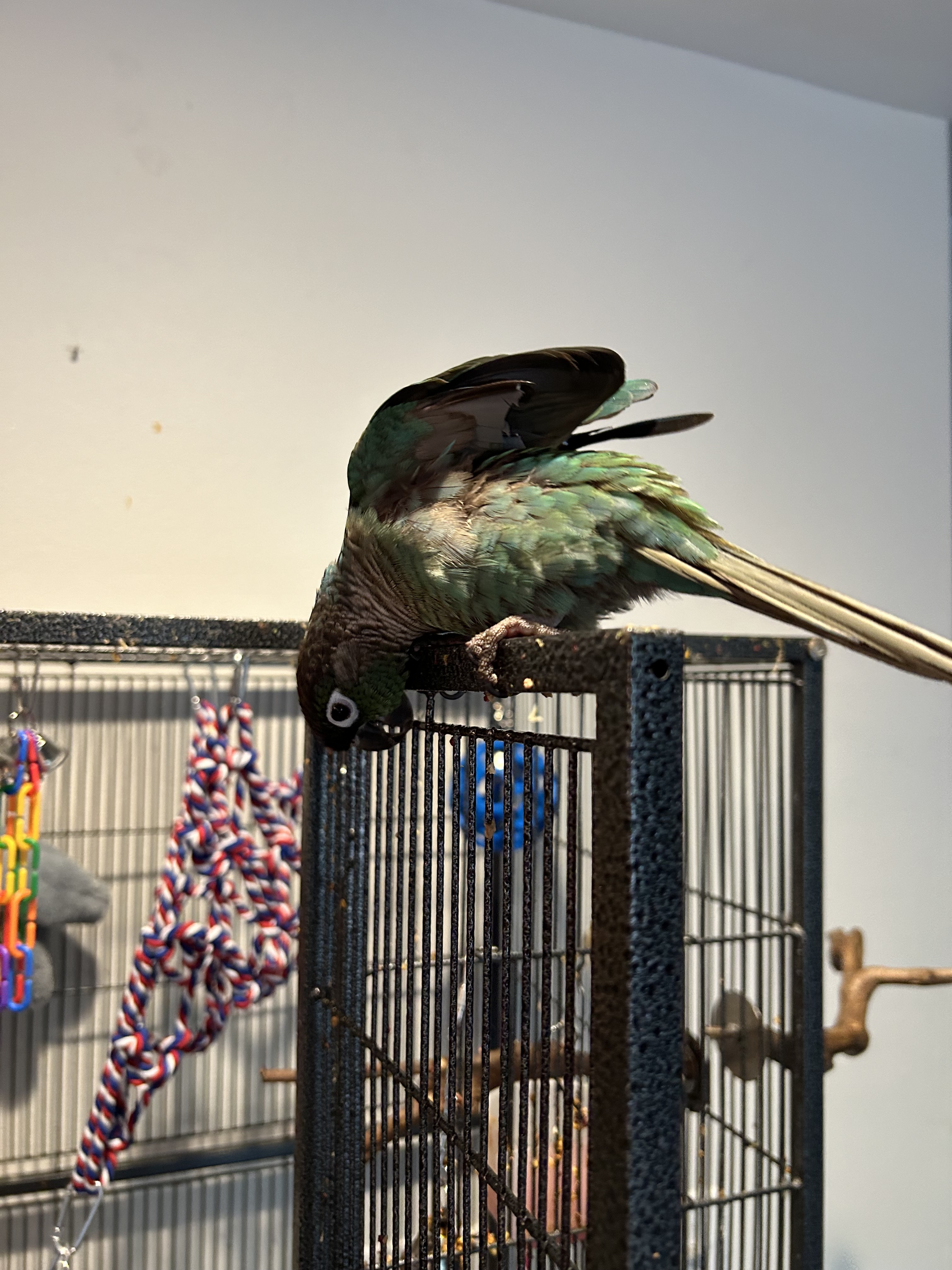 Conure Bird 2