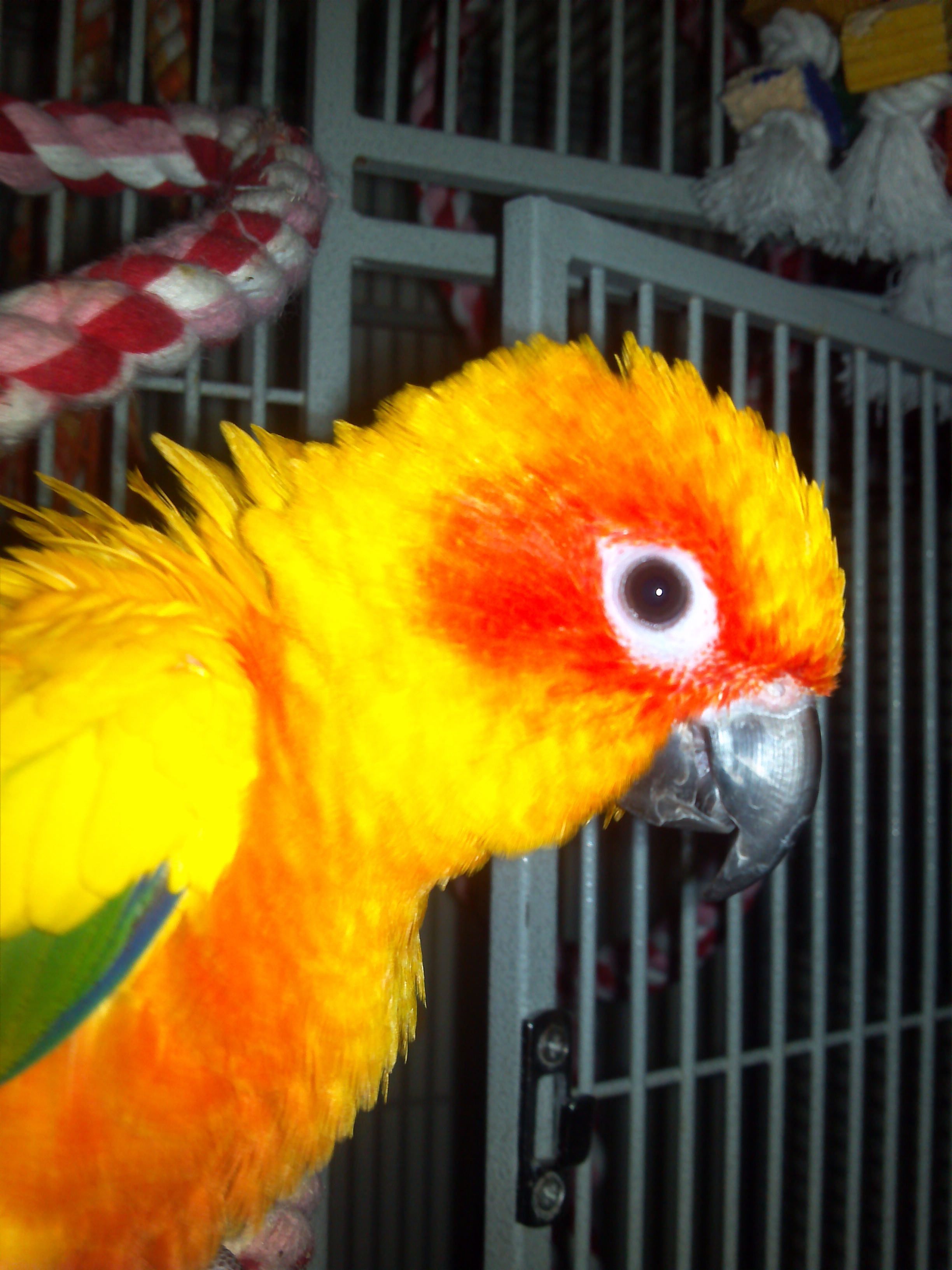 Conure Bird 3